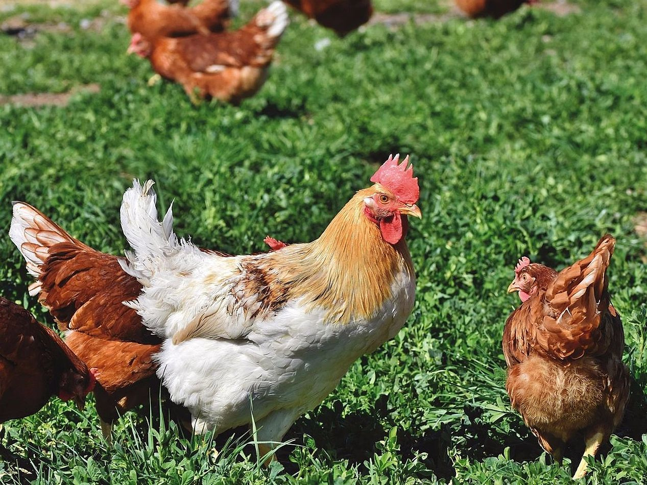 Farma u srcu prirode