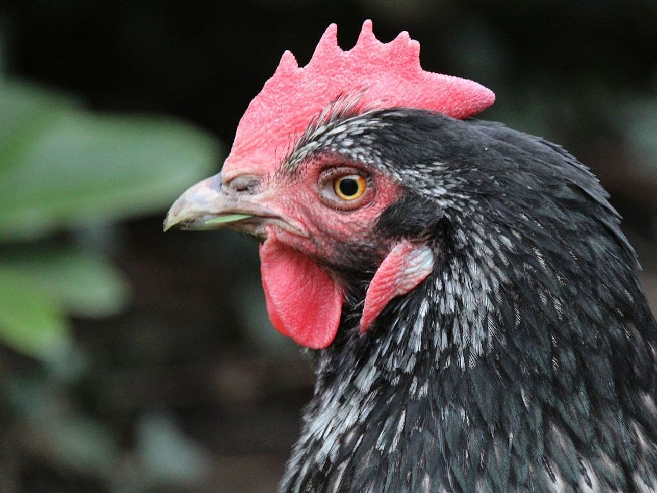 Svježa piletina s livada okolo farme